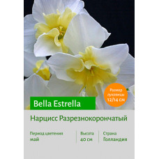 Нарцисс Bella Estrella