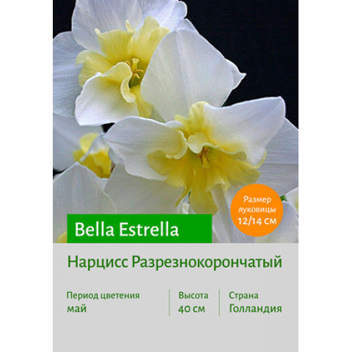 Нарцисс Bella Estrella