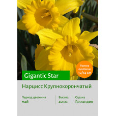 Нарцисс Gigantic Star
