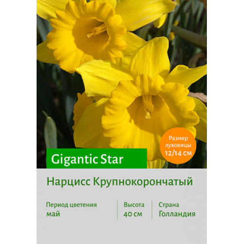 Нарцисс Gigantic Star