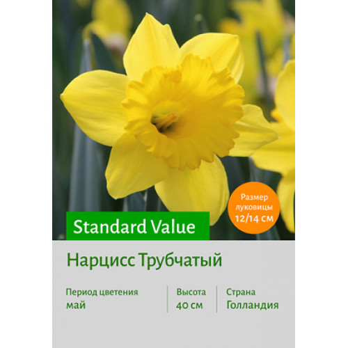 Нарцисс Standard Value