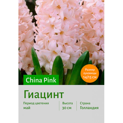 Гиацинт China Pink