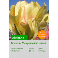 Тюльпан Akebono