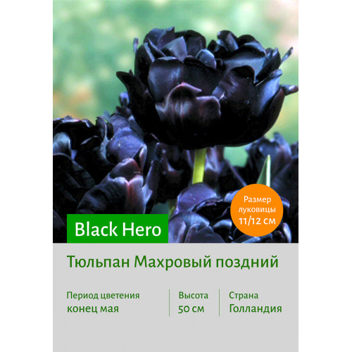 Тюльпан Black Hero