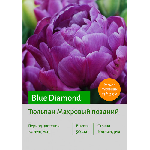 Тюльпан Blue Diamond