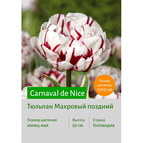 Тюльпан Carnaval de Nice