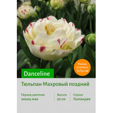 Тюльпан Danceline