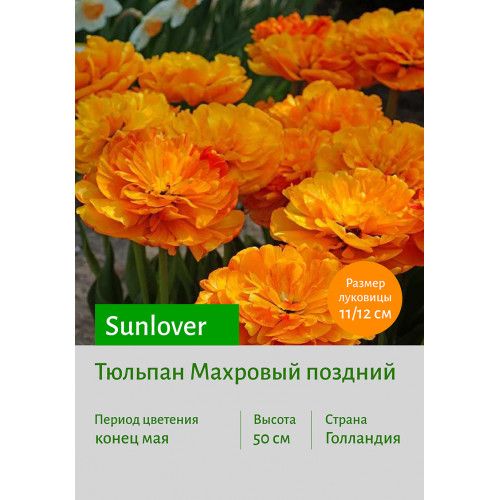 Тюльпан Sunlover