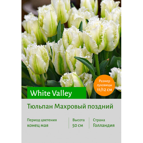 Тюльпан White Valley