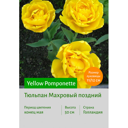 Тюльпан Yellow Pomponette