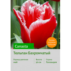 Тюльпан Canasta
