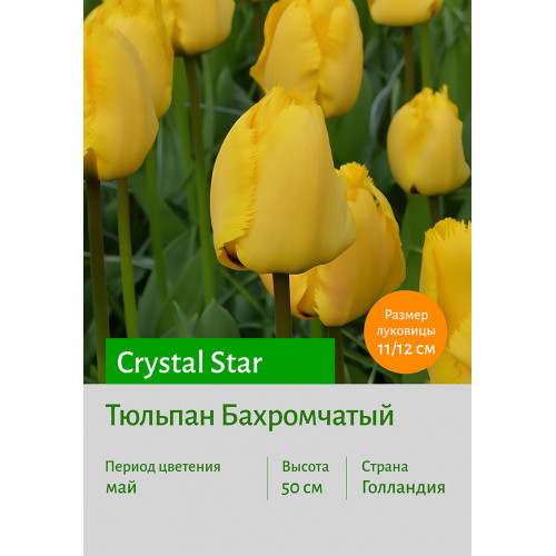 Тюльпан Crystal Star
