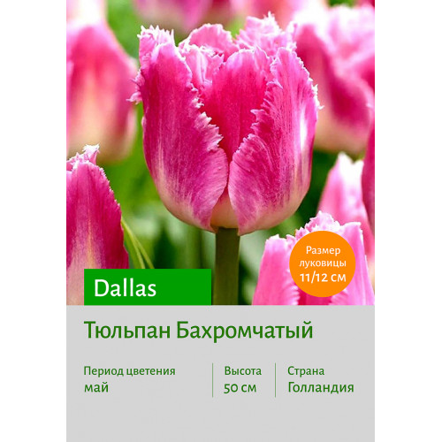 Тюльпан Dallas