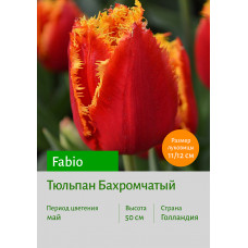 Тюльпан Fabio