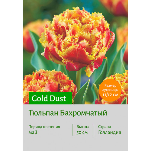 Тюльпан Gold Dust