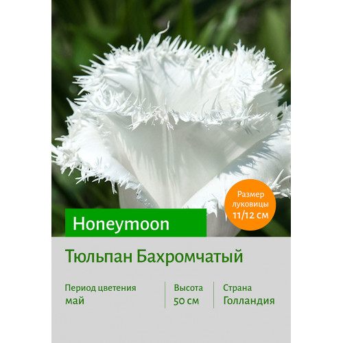 Тюльпан Honeymoon