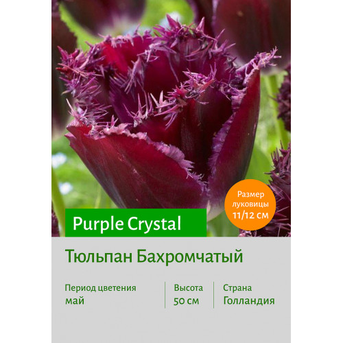 Тюльпан Purple Crystal