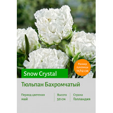 Тюльпан Snow Crystal