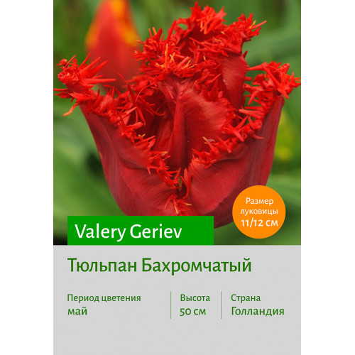Тюльпан Valery Gergiev