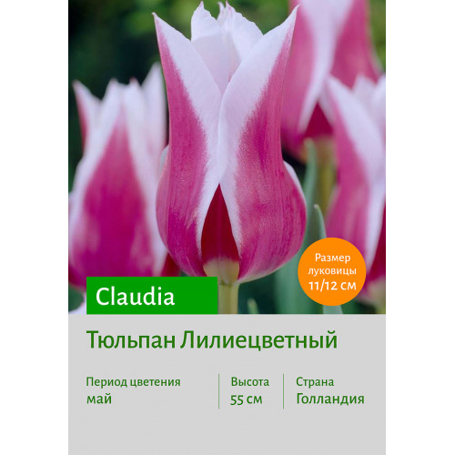 Тюльпан Claudia