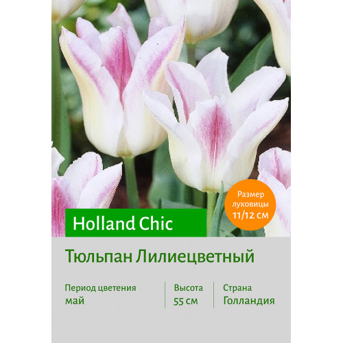 Тюльпан Holland Chic
