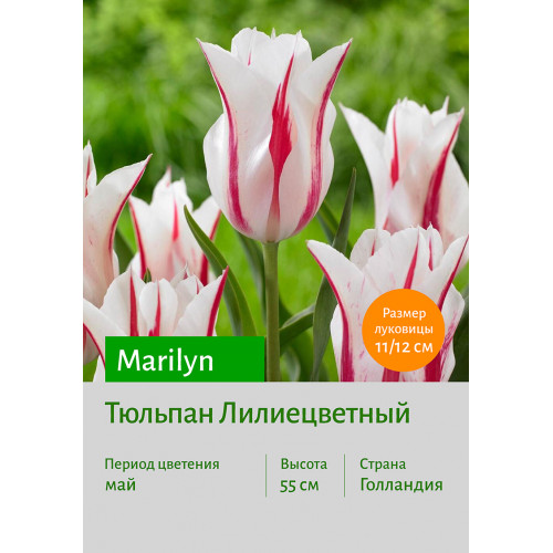 Тюльпан Marilyn