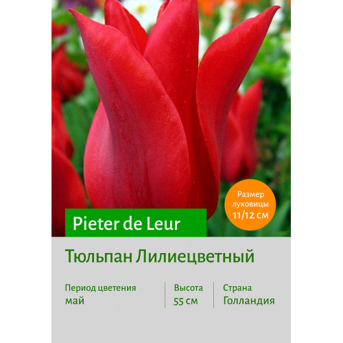 Тюльпан Pieter de Leur
