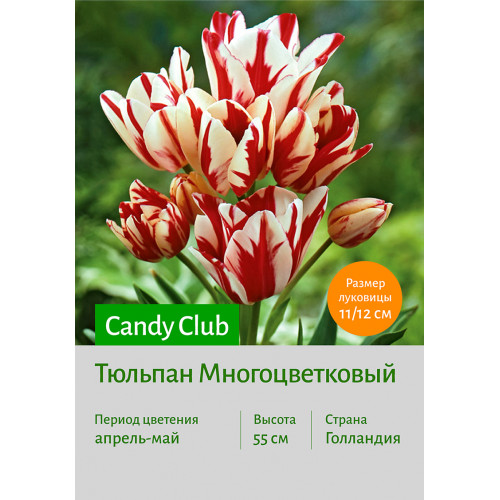 Тюльпан Candy Club