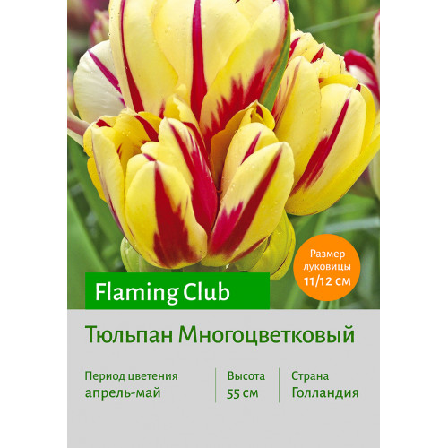 Тюльпан Flaming Club