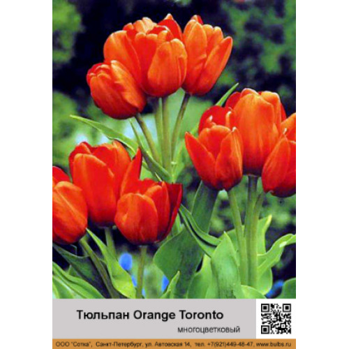 Тюльпан Orange Toronto