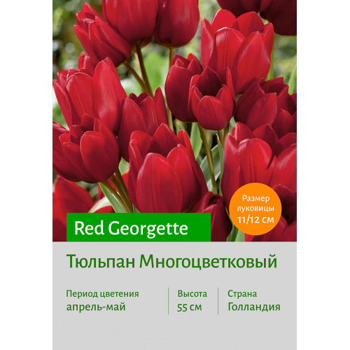 Тюльпан Red Georgette