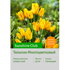 Тюльпан Sunshine Club
