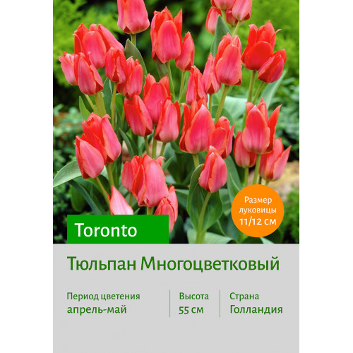 Тюльпан Toronto