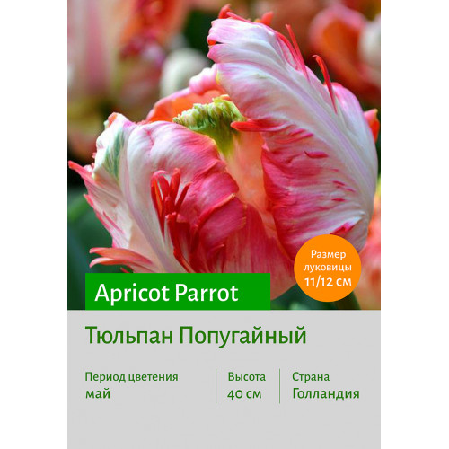 Тюльпан Apricot_Parrot