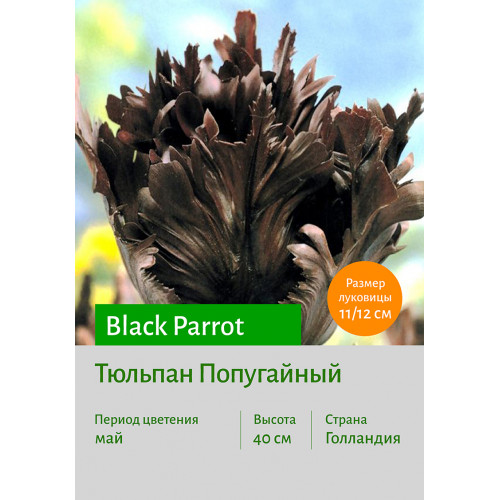 Тюльпан Black Parrot