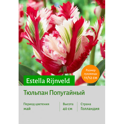 Тюльпан Estella Rijnveld
