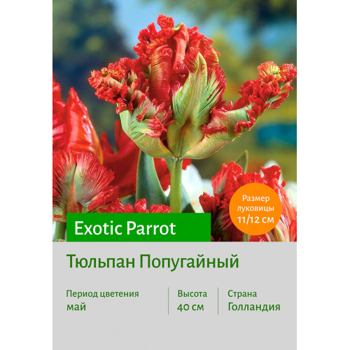 Тюльпан Exotic Parrot
