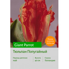 Тюльпан Giant Parrot