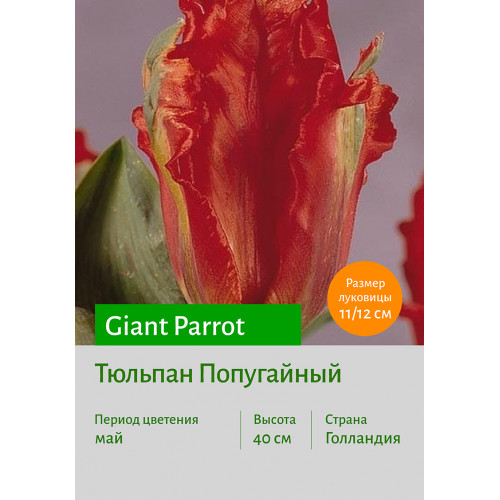 Тюльпан Giant Parrot