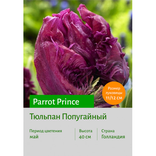 Тюльпан Parrot Prince