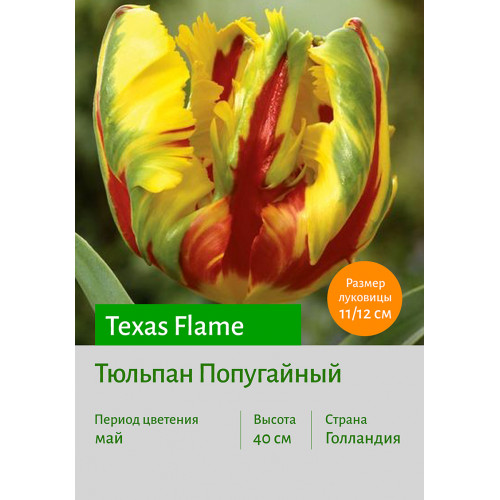 Тюльпан Texas Flame
