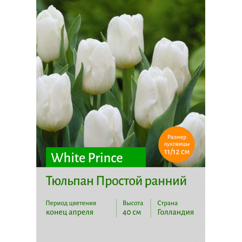Тюльпан White Prince