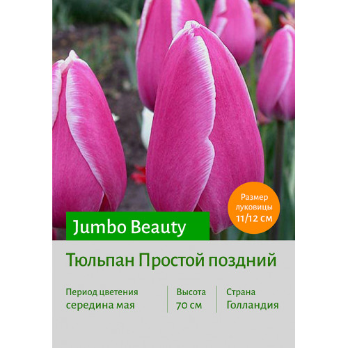 Тюльпан Jumbo Beauty 