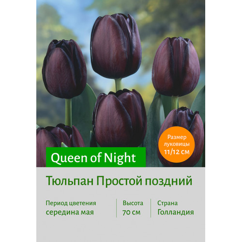 Тюльпан Queen of Night