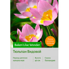 Тюльпан Bakeri Lilac Wonder