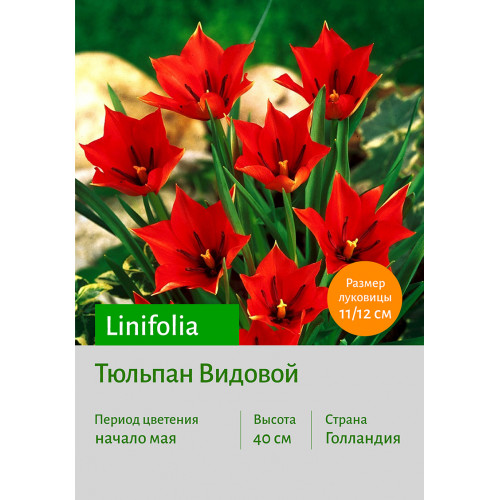 Тюльпан Linifolia
