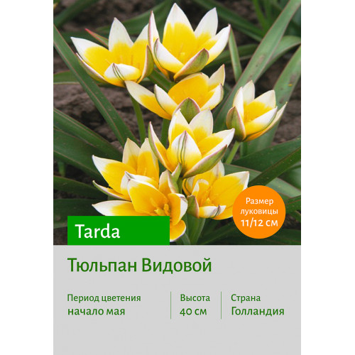 Тюльпан Tarda