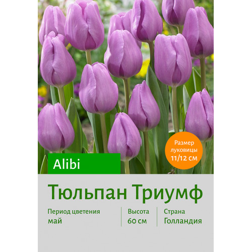 Тюльпан Alibi