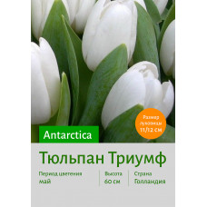 Тюльпан Antarctica