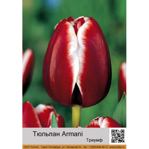 Тюльпан Armani